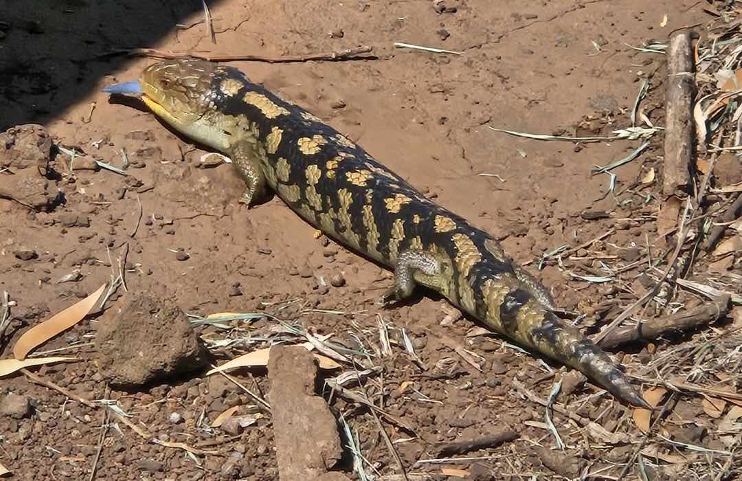 Blotched Blue-tongue Lizard Blotched Blue-tongue Lizard