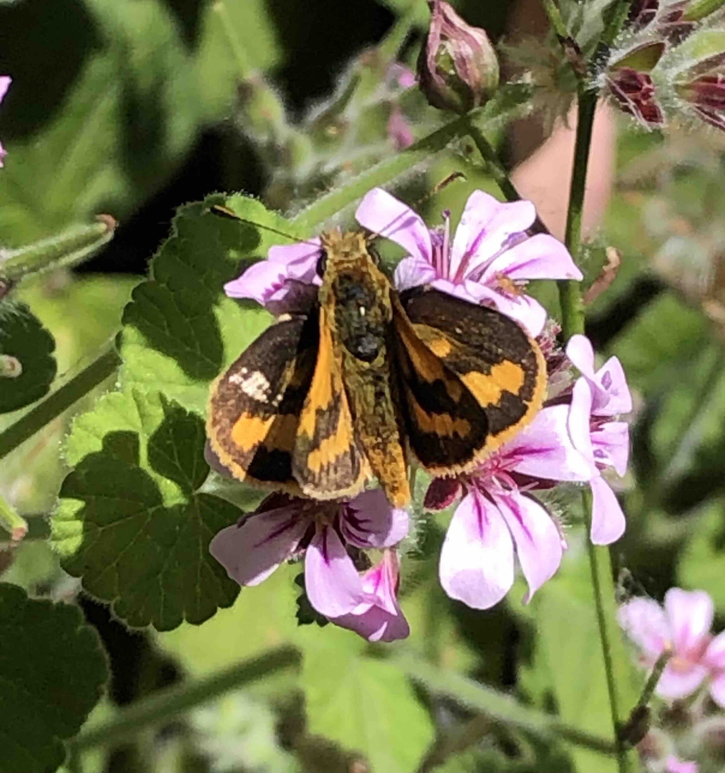 Green Grass Dart (Butterfly) Green Grass Dart (Butterfly)